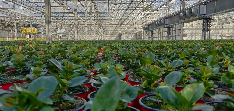 Horizon Plants bedrijfsbezoek